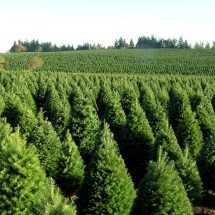 ¿Qué hacer con tu arbolito de navidad?